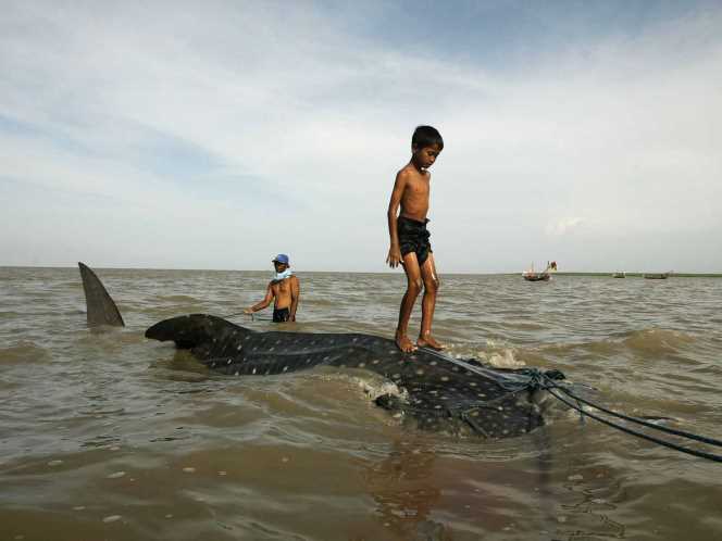 Ikan Hiu Tutul Panjang 7 Meter Terdampar Di Selat Madura Gan!