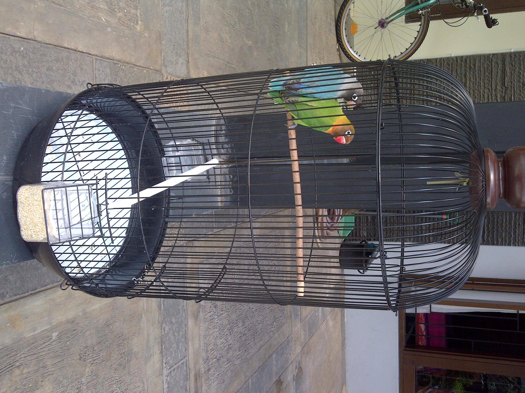jual sepasang burung lovebird ijo dakocan sama biru dakocan+kandang