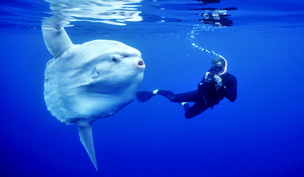 Mola Mola itu ikan apa sih? tambah ilmu sebentar yuk!