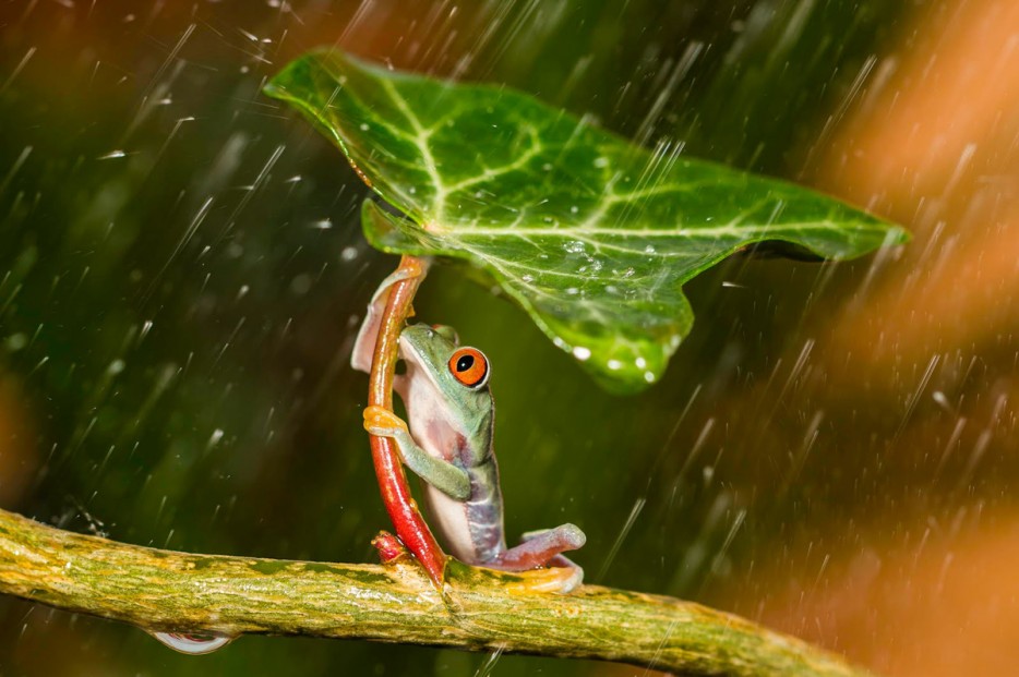 45 Foto Makro yang menakjubkan 