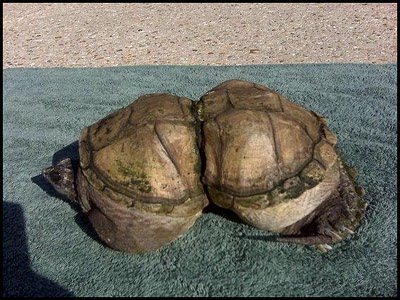 Si pulau sampah terapung