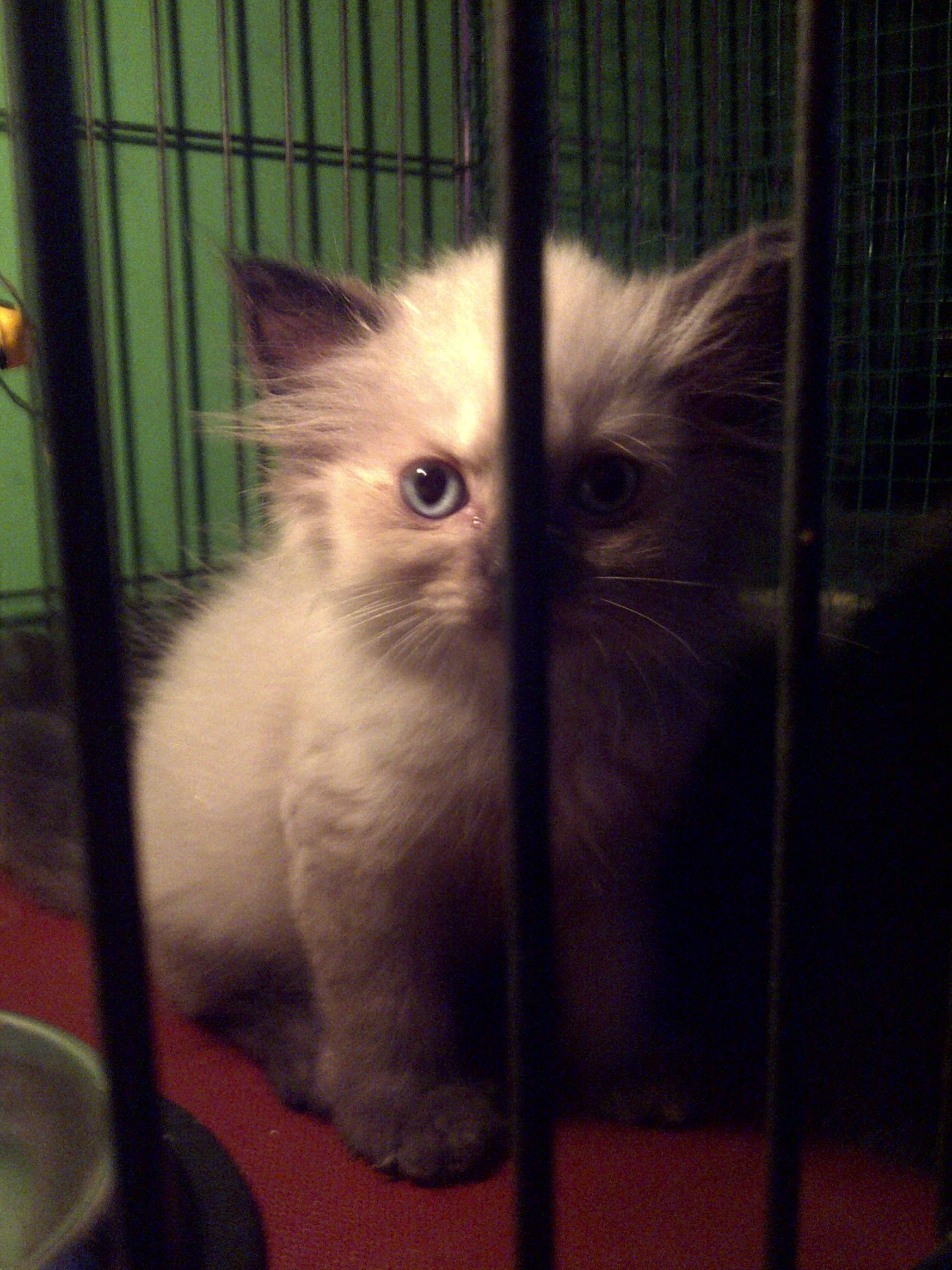 Jual Kucing Persia 2,5 Bulan Sepasang dan Cellpoint !! MURAH !!
