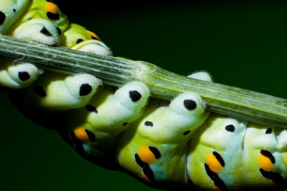 45 Foto Makro yang menakjubkan 