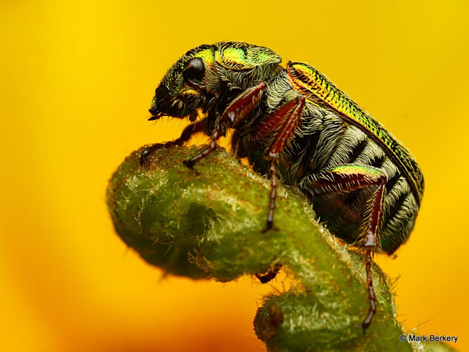 45 Foto Makro yang menakjubkan 