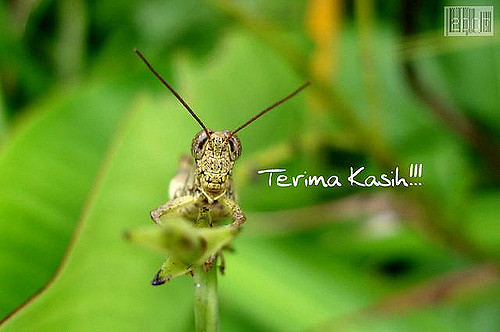 Bukan beneran gan