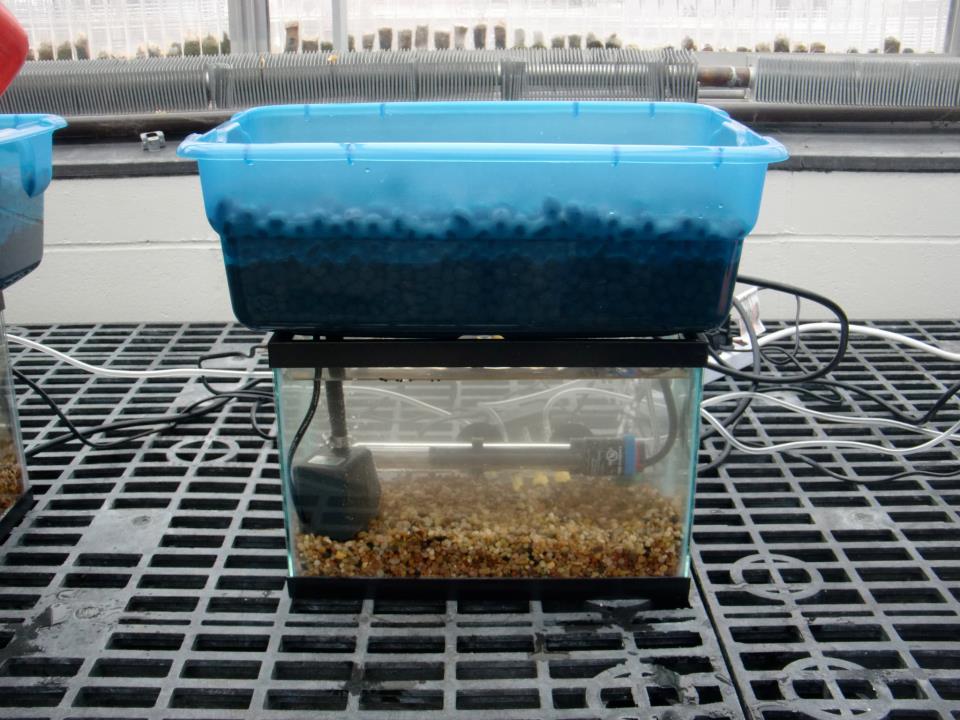 all-about-aquaponic-beautiful-and-delicious