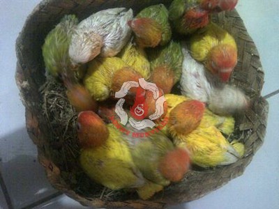 Pakan SUPERNOVA suplemen birahi untuk produksi telur burung lovebird, kenari, parkit