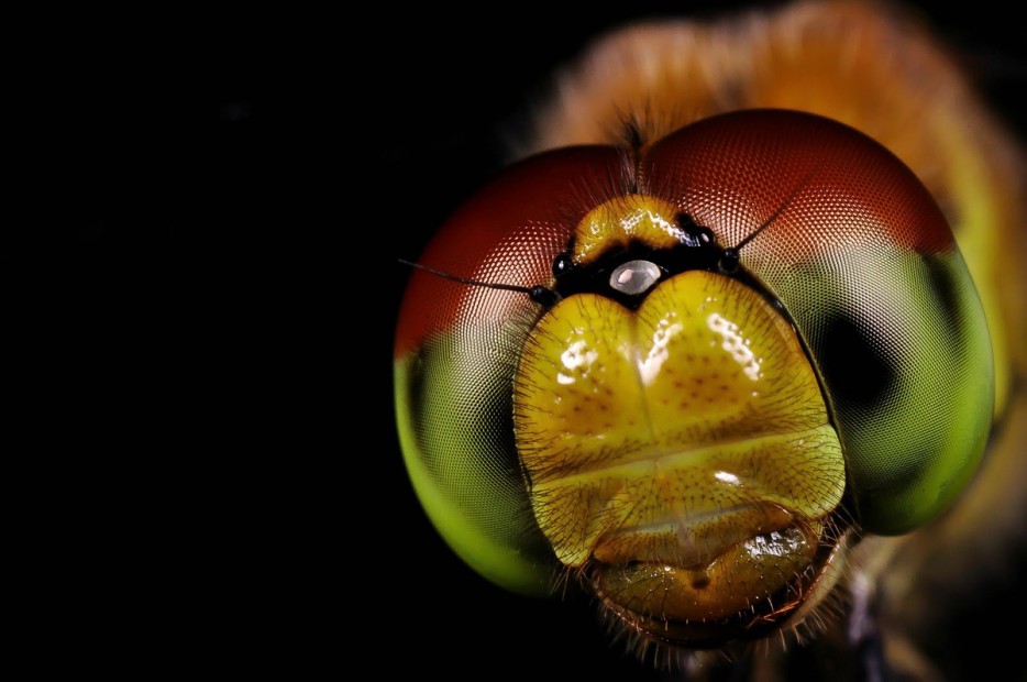 45 Foto Makro yang menakjubkan 