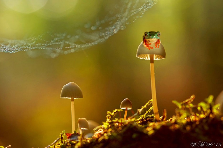 45 Foto Makro yang menakjubkan 