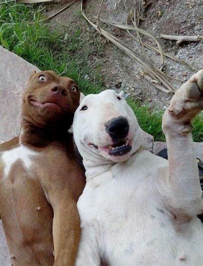 Foto Hewan Narsis Gemesin gan!