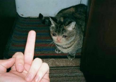 pelihara-hewan-punya-banyak-manfaat