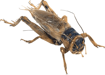 the-united-thread-maker-in-kaskus