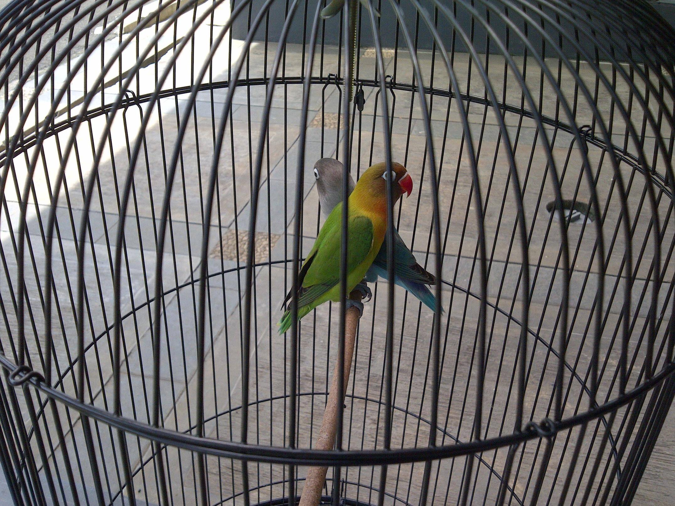 jual sepasang burung lovebird ijo dakocan sama biru dakocan+kandang