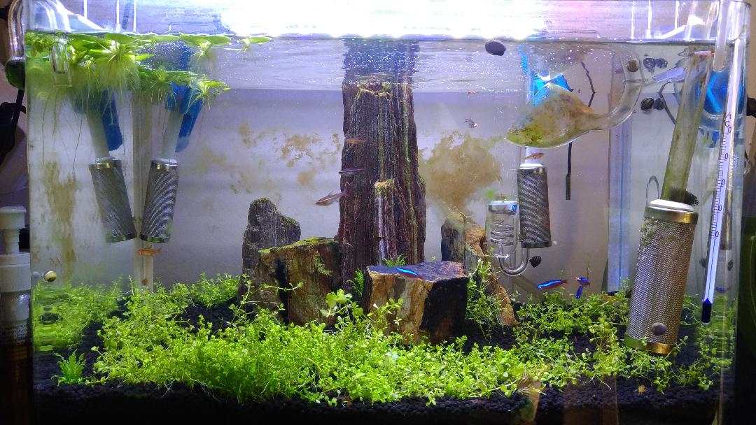 aquascape-for-everyone-learning-and-sharing---part-3