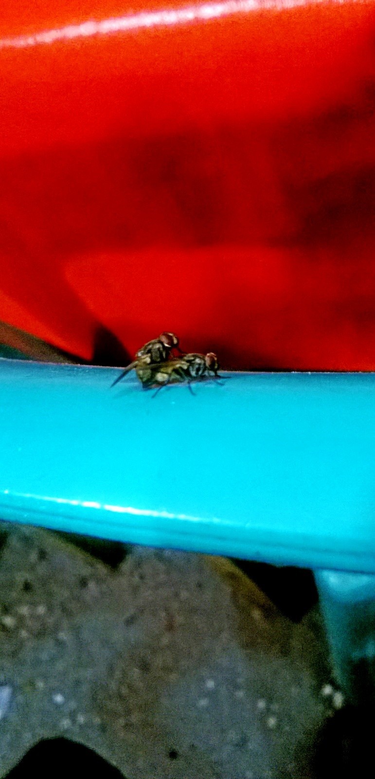 share-dong-hasil-jepretan-agan-lewat-kamera-ponsel--bukan-kamera-dslr