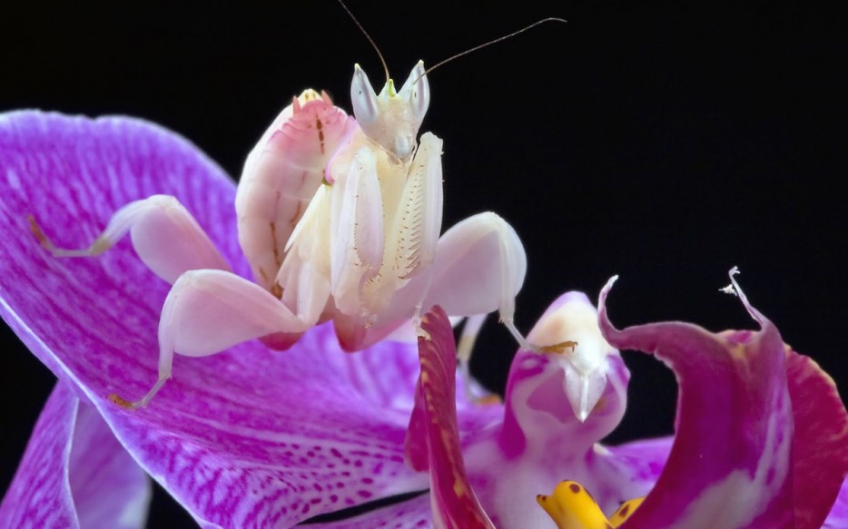 45 Foto Makro yang menakjubkan 