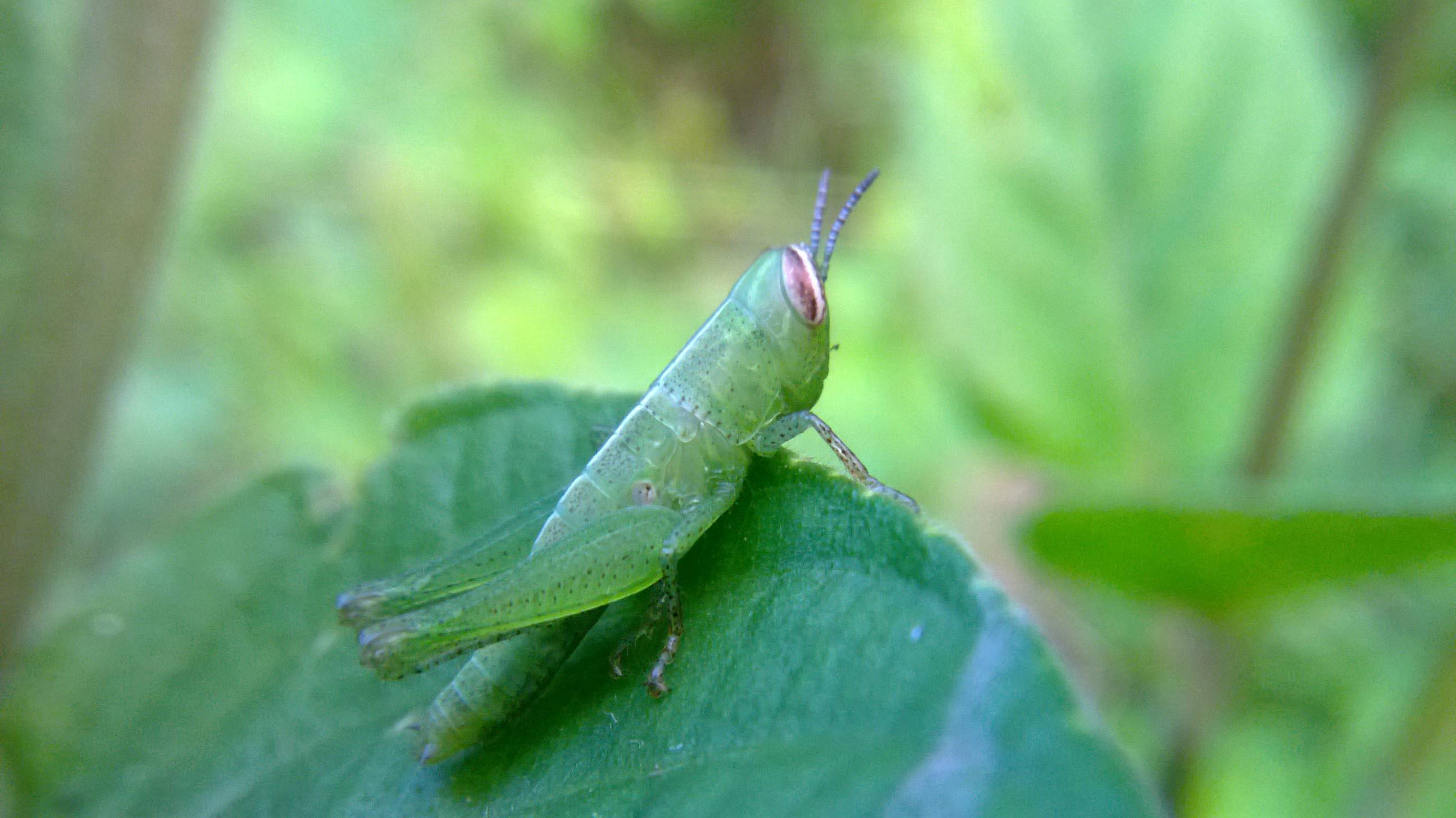 &#91;share&#93; photo macro mennggunakan camera handphone.