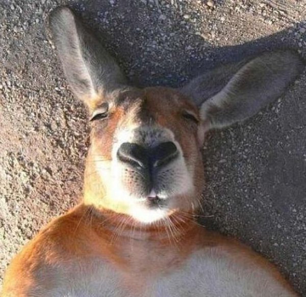 Foto Hewan Narsis Gemesin gan!