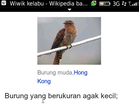 mau-ask-dong-ini-burung-apa