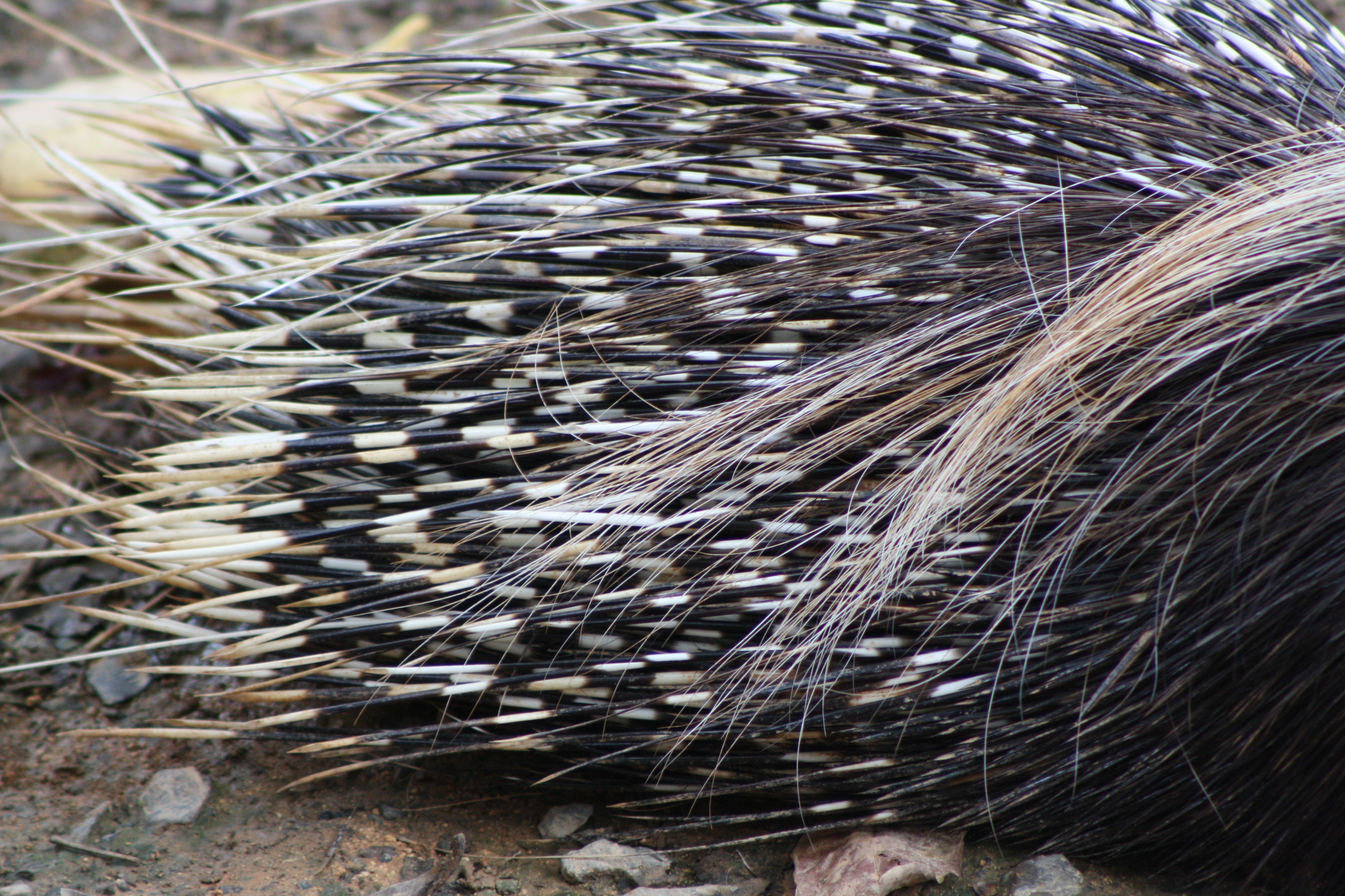 Mengenal PORCUPINE, landak yang &quot;sebenarnya&quot;.