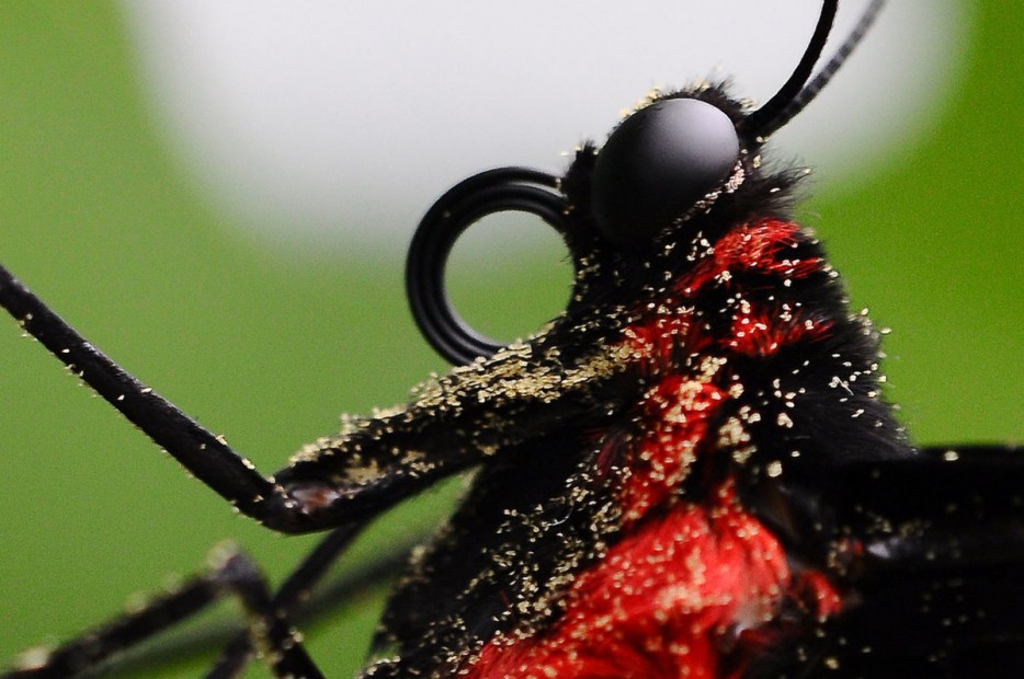 45 Foto Makro yang menakjubkan 