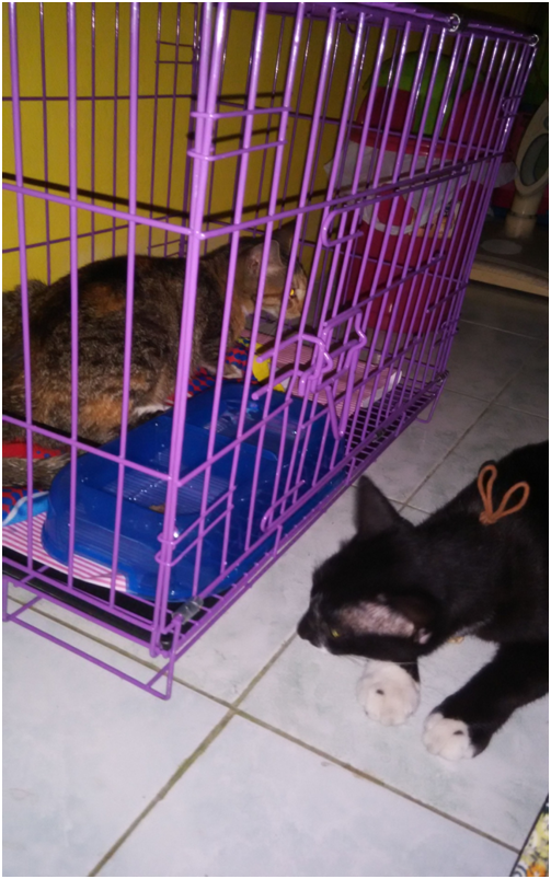 Wajib Baca untuk catlovers!!Ketidakkonsistenan Klinik Hewan Kayu Manis Yogyakarta