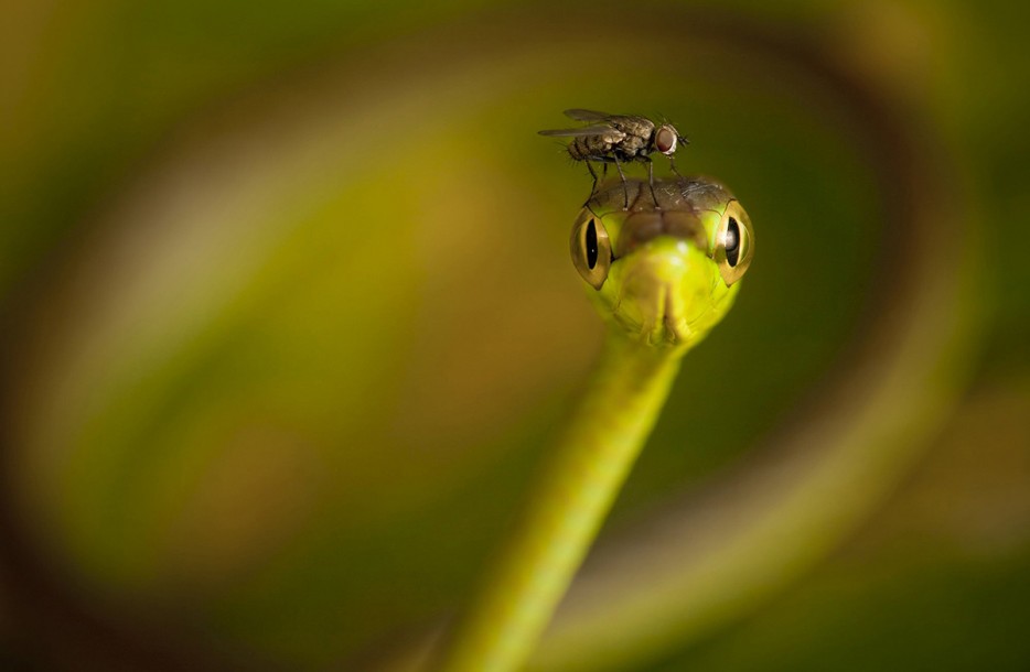 45 Foto Makro yang menakjubkan 