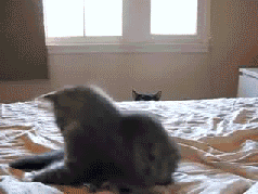 Kumpulan Animasi Kucing Yang Luthu bin Unyu