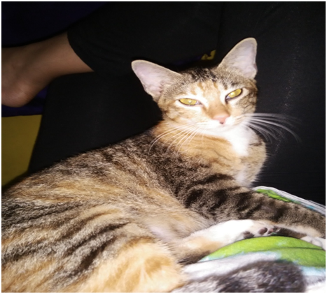 Wajib Baca untuk catlovers!!Ketidakkonsistenan Klinik Hewan Kayu Manis Yogyakarta