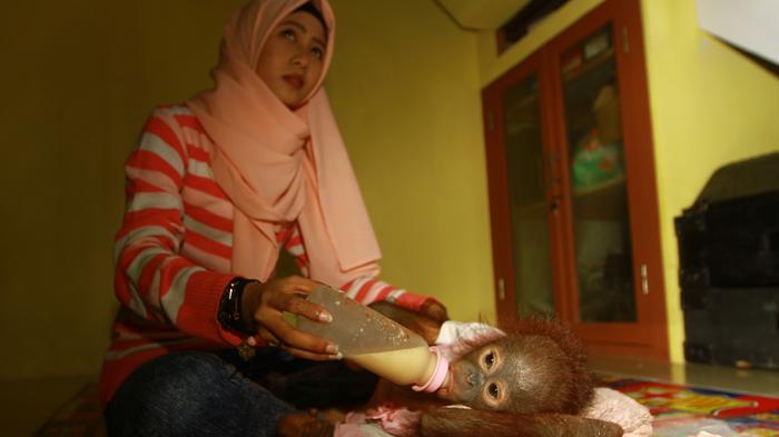 Kisah Gadis Cantik dengan Orangutan yang Dianggap Seperti Adik Sendiri