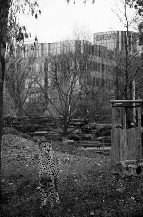 &#91;pic&#93; Hewan depresi di kebun binatang, miris gan :(