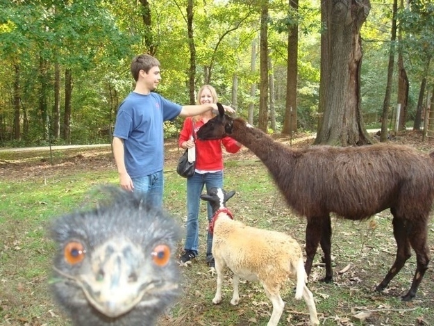 10 Photobomb Paling Keren