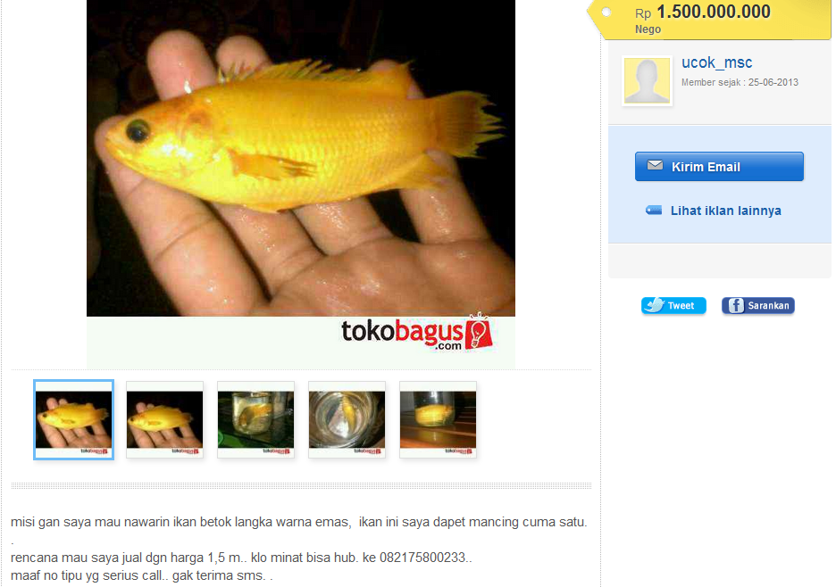 Ikan termahal di tokob*gus.com