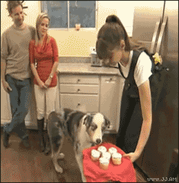 FUNNY GIF(?)