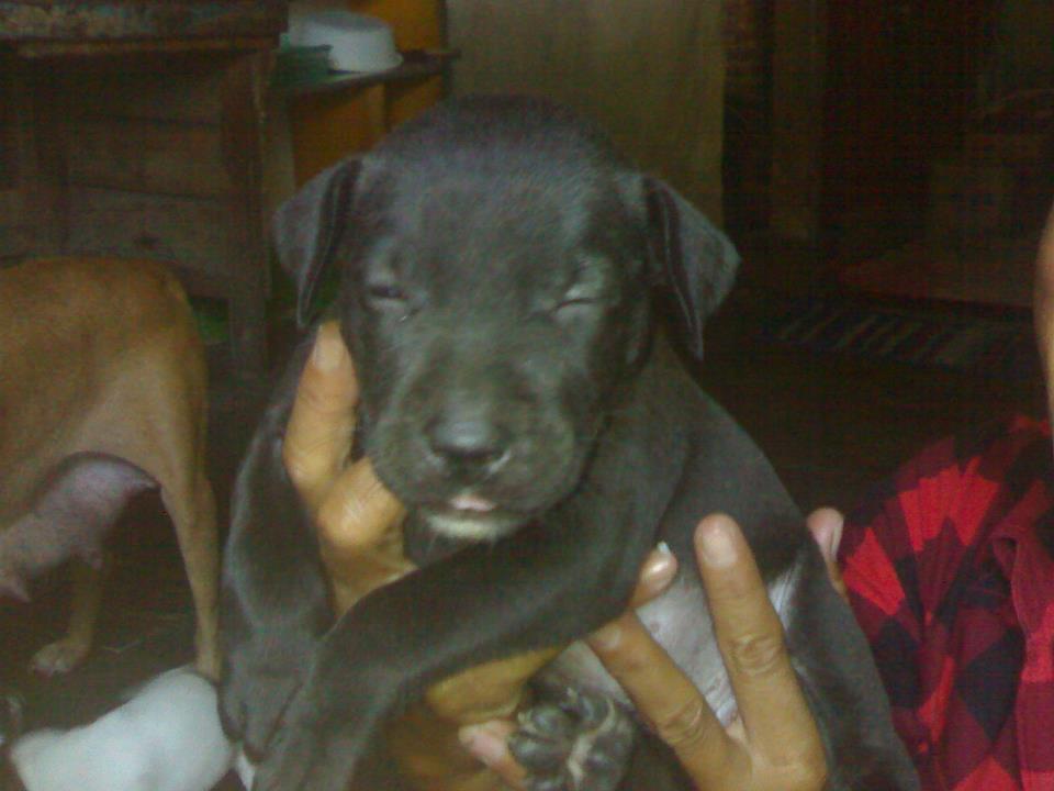 the-american-pitbull-lover039s---part-4