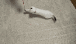 Kumpulan Animasi Kucing Yang Luthu bin Unyu
