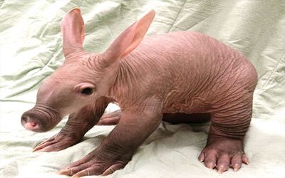 aardvark-babi-berwajah-tikus-pemakan-semut