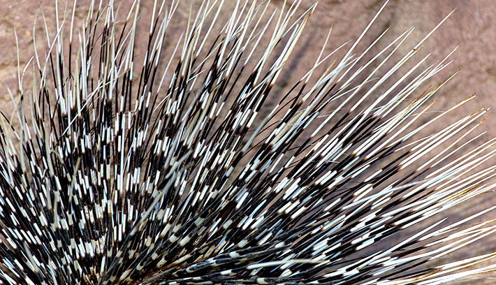 Mengenal PORCUPINE, landak yang &quot;sebenarnya&quot;.