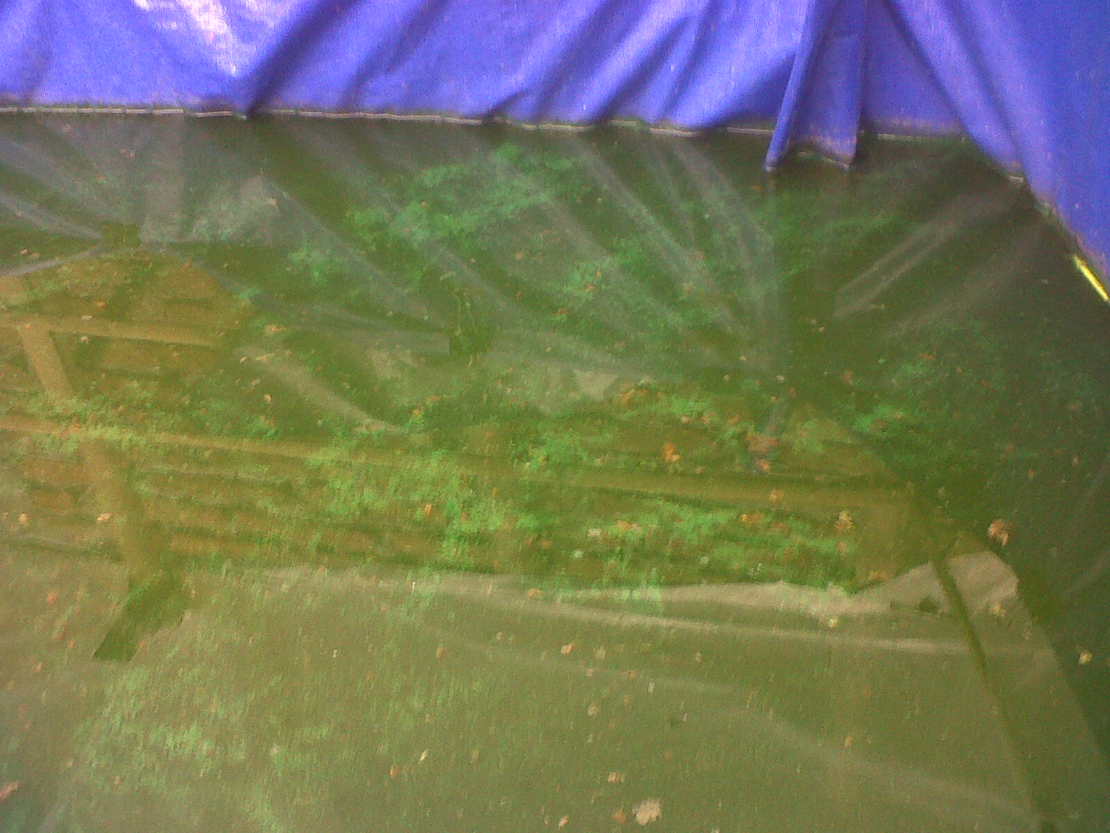 budidaya-ikan-gurami