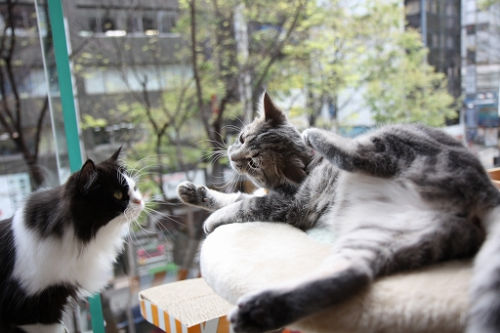 Kenapa Orang Jepang Lebih Memilih Hewan Peliharaan?
