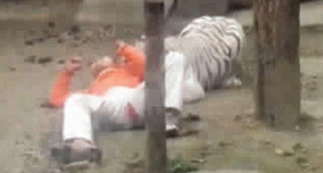 Stress,Pria Ini Memberikan Dirinya Utk Dimakan Harimau Di Kebun Binatang