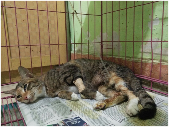 Wajib Baca untuk catlovers!!Ketidakkonsistenan Klinik Hewan Kayu Manis Yogyakarta