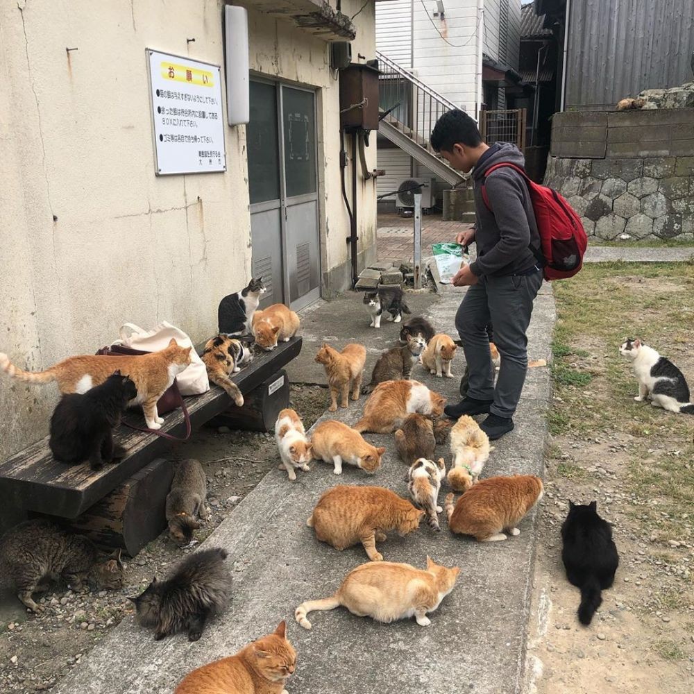 10 Fakta Unik Aoshima, Pulau Kucing di Jepang yang Gemesin Banget!