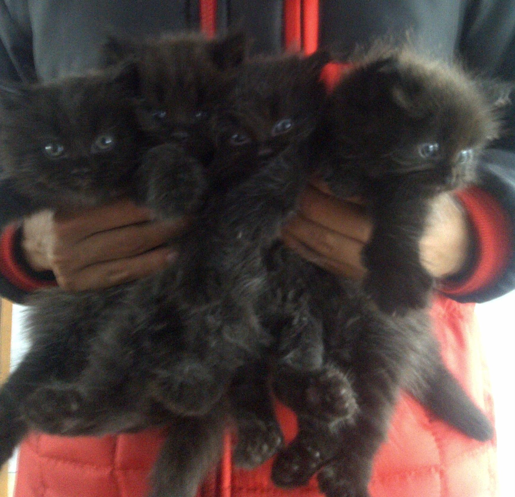 Jual Kucing Persia 2,5 Bulan Sepasang dan Cellpoint !! MURAH !!