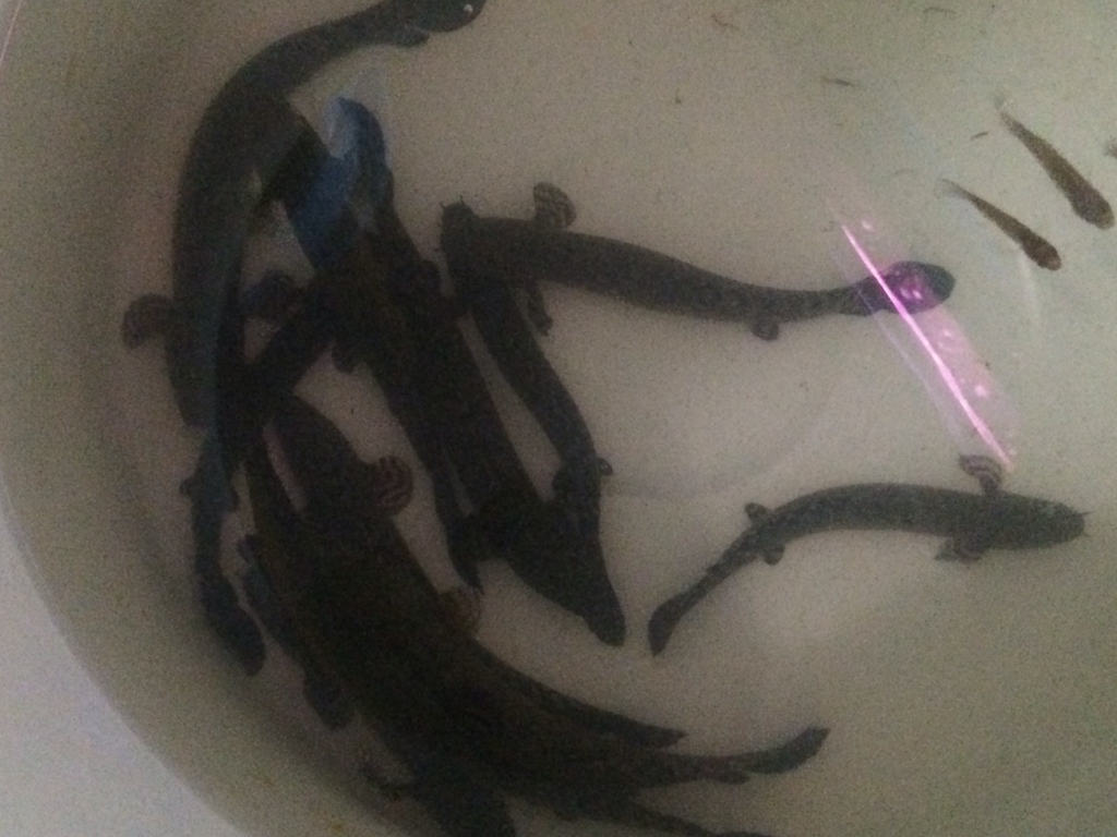 POLYPTERUS / PALMAS ORNA / ORNATIPPINIS SIZE 12 CM