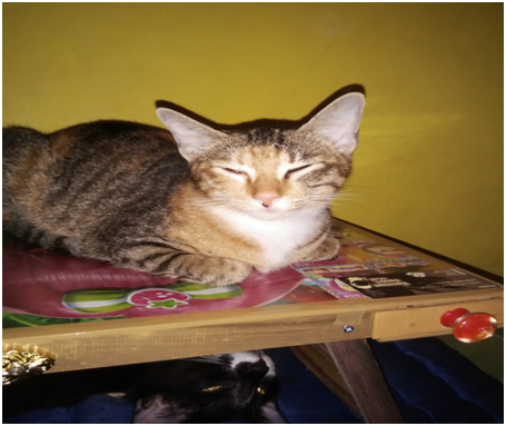 Wajib Baca untuk catlovers!!Ketidakkonsistenan Klinik Hewan Kayu Manis Yogyakarta
