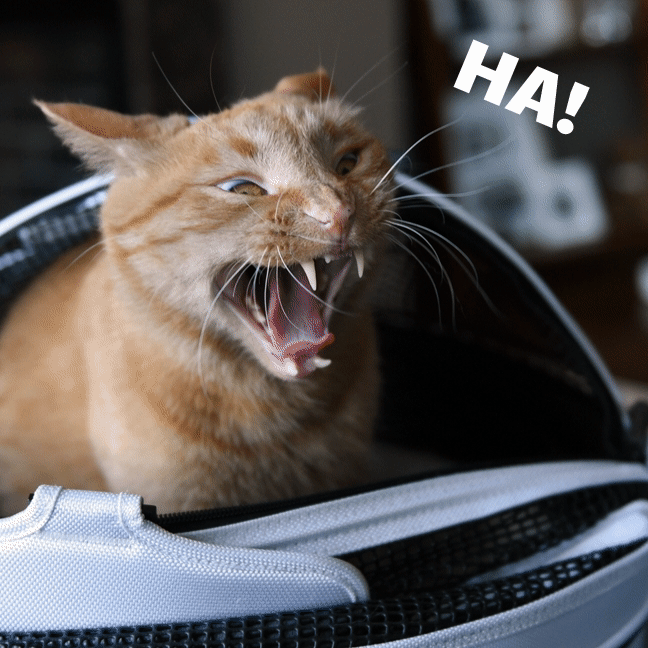 Soal Kelangkaan Solar Bersubsidi, Puan Salurkan Suara Rakyat ke