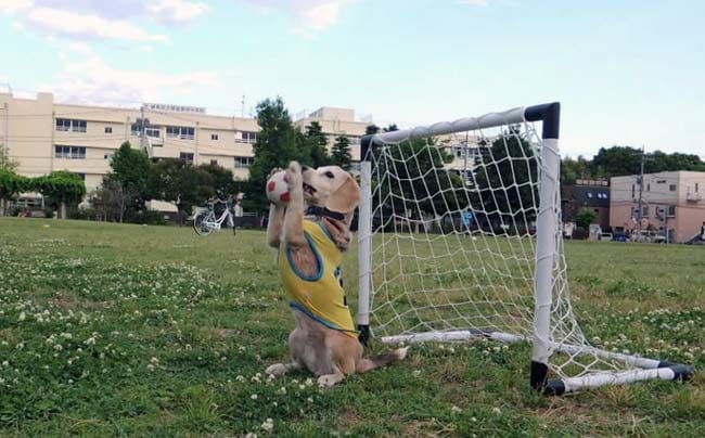 Anjing ini baru saja Mendapat Penghargaan sebagai Kiper Terbaik Dunia