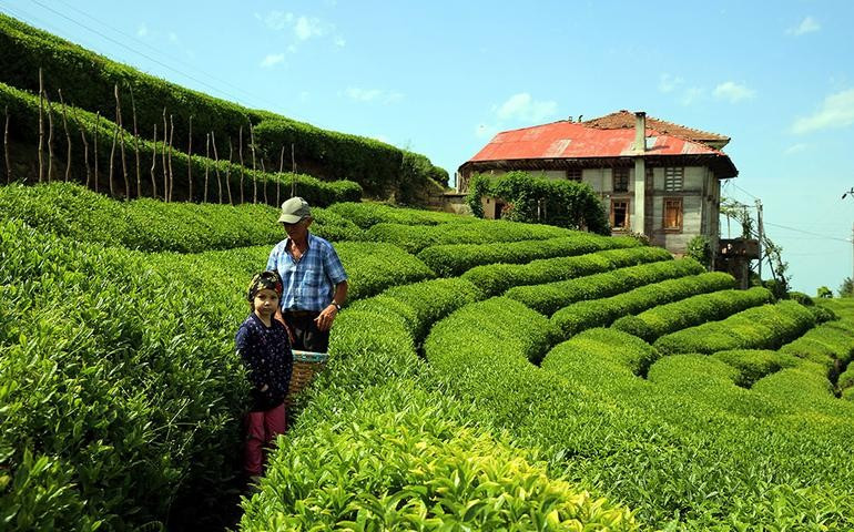 Rekomendasi Wisata Kebun Teh yang Menyegarkan Mata