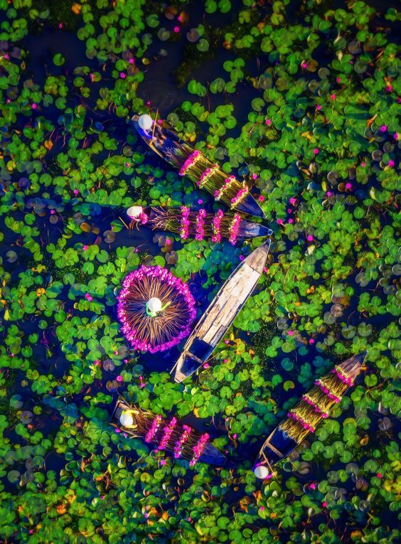 Cakep Banget! Inilah Deretan Foto Ketika Panen Bunga Teratai